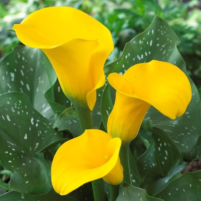 Zantedeschia Gold Fever - Calla Lily - Pack of TEN Bare root