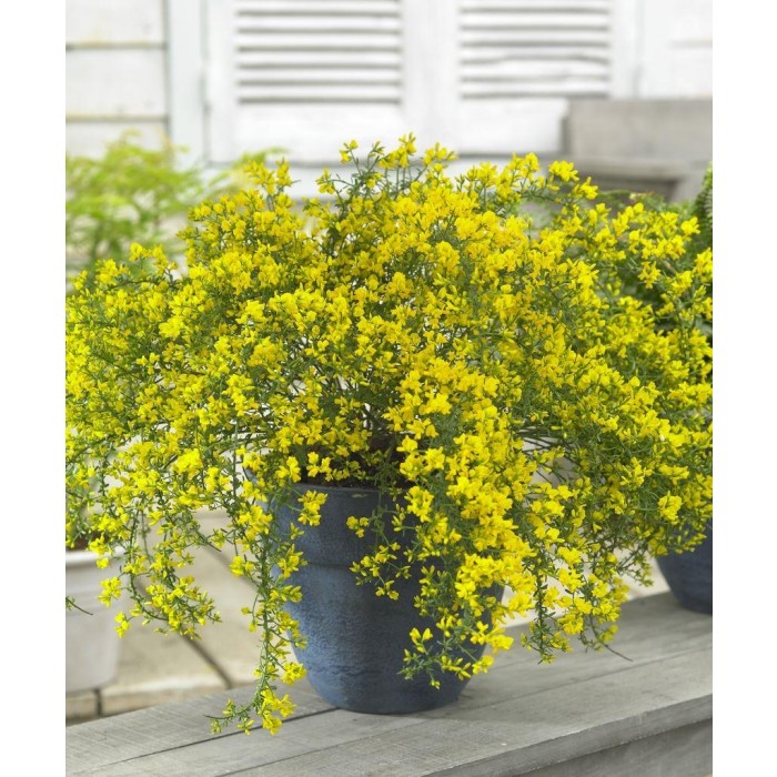 Genista Lydia - Hardy Dwarf Broom