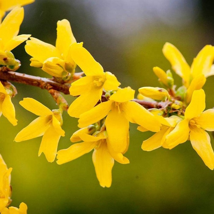 Forsythia intermedia Minigold