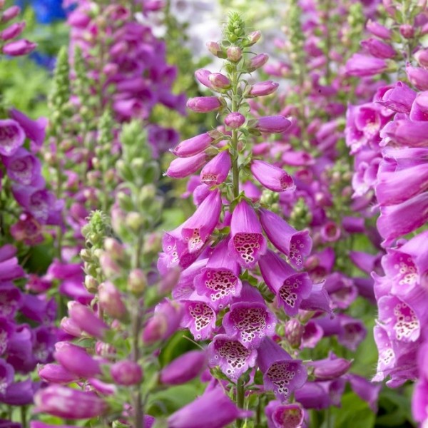 Digitalis Plants for Sale | Buy Foxgloves UK