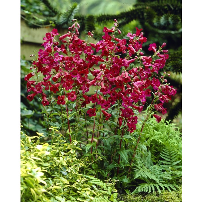 Penstemon 'Rich Ruby'