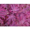 Acer Palmatum Pink Passion - Striking Japanese Maple Shirazz - LARGE