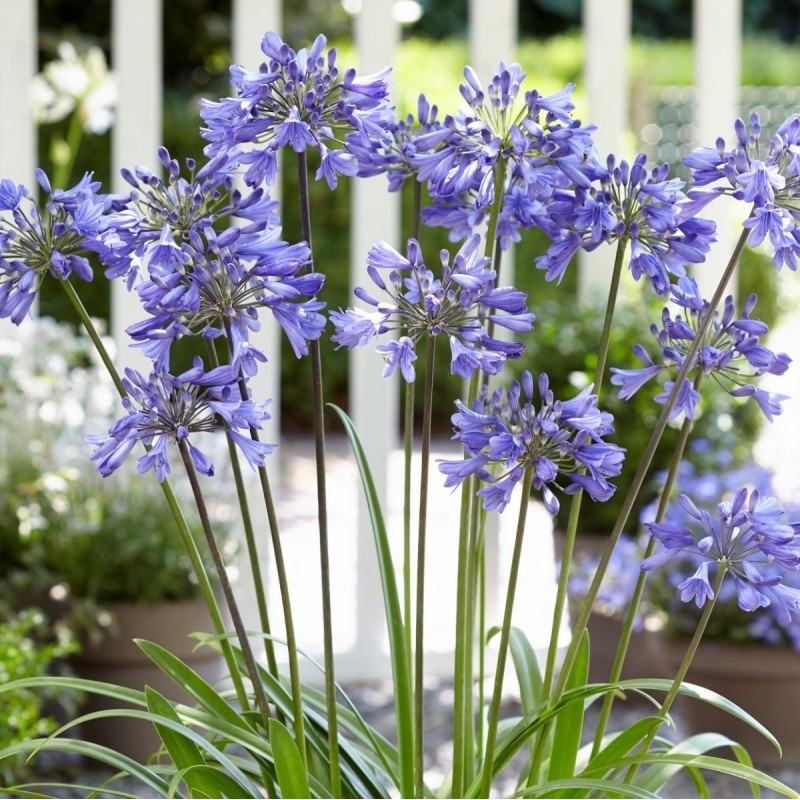 Agapanthus Ever Sapphire