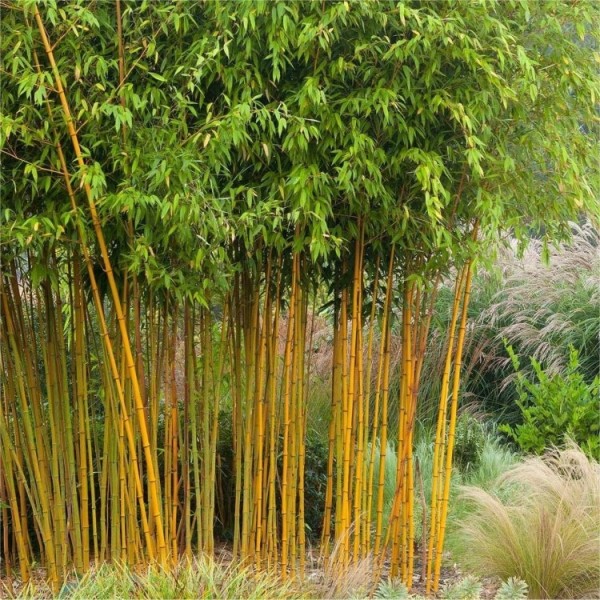 Bamboo Plants for sale UK black bamboo phyllostachys nigra