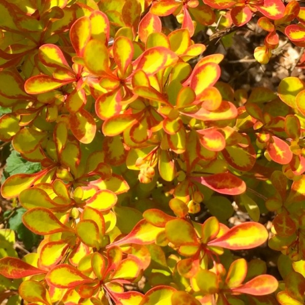 Berberis shrubs for sale UK | Buy Berberis plants