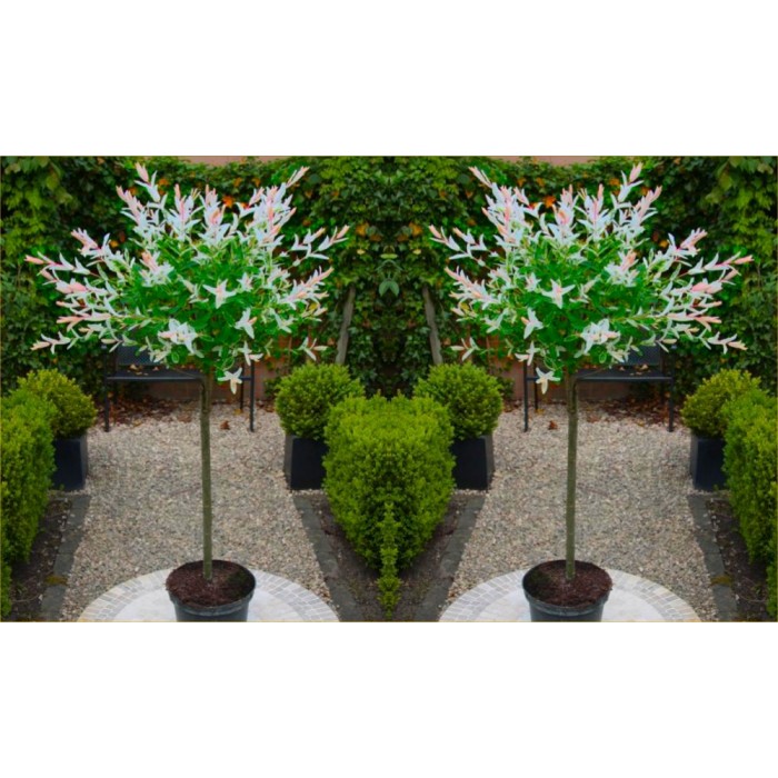 Flamingo Trees Pair Of Standard Topiary Salix Flamingo 9238