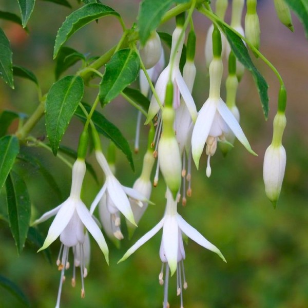 Fuchsia Shrubs For Sale UK Fuchsia Plants UK Delivery   Fuchsia Hawkshead White Hardy Fuchsia 46c 