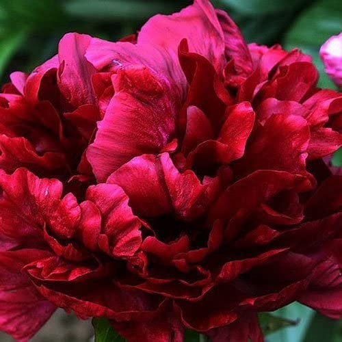 Paeonia Francoise Ortegat - Peony Plant