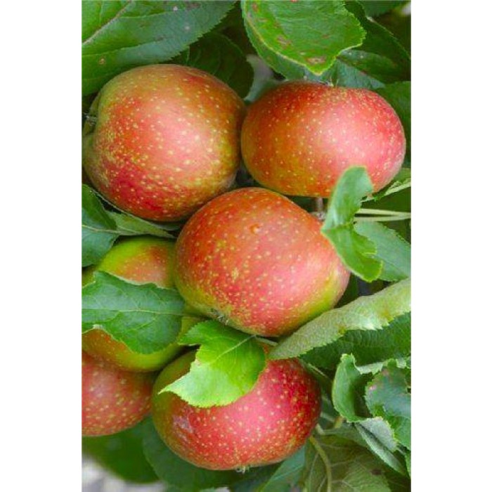 APPLE TREE - Multi-Variety Fruit Tree - APPLE - 5 varieties on one Tree!