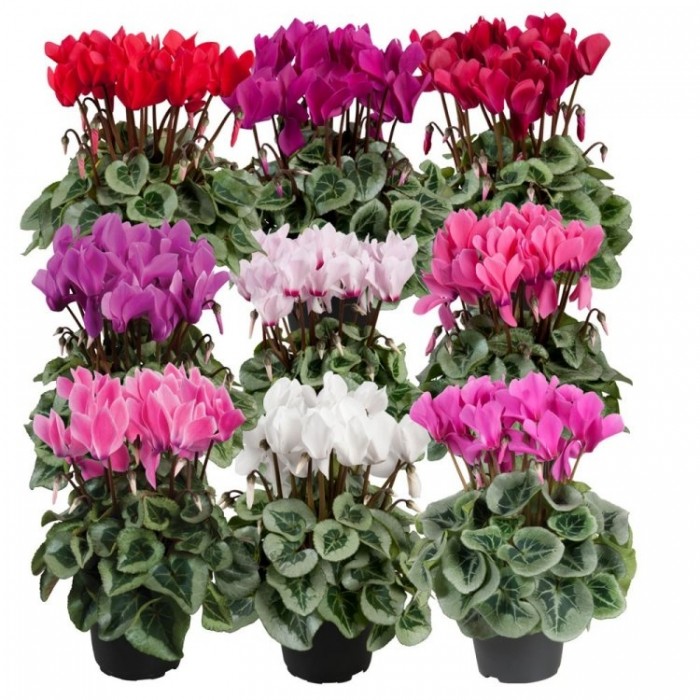 Patio Cyclamen in Bud & Bloom - Pack of SIX in Assorted Colours