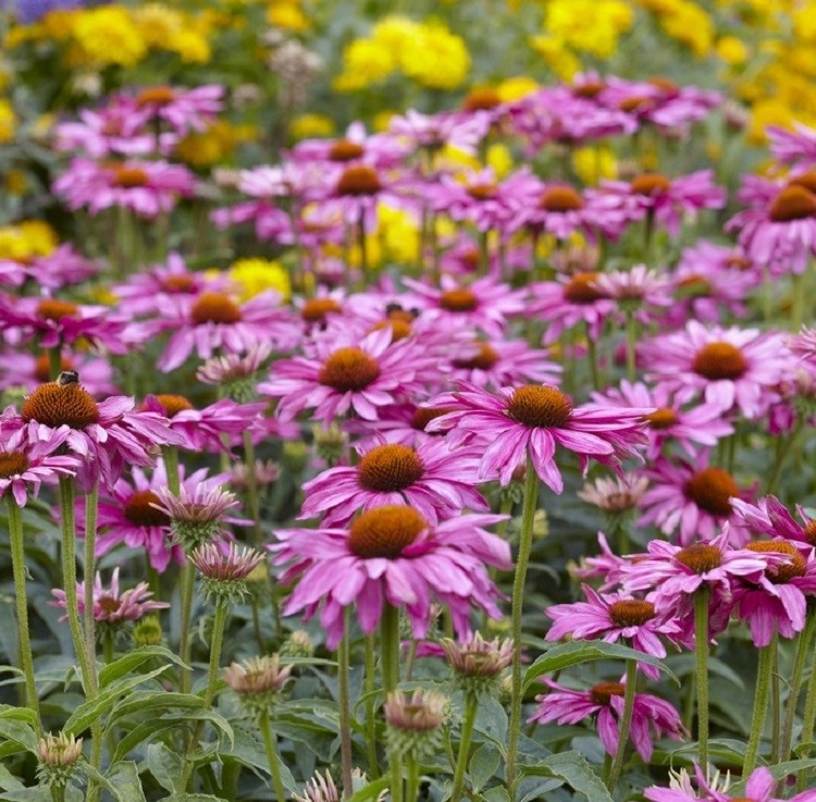 Echinacea Purpurea Magnus - Compact Purple Cone Flower