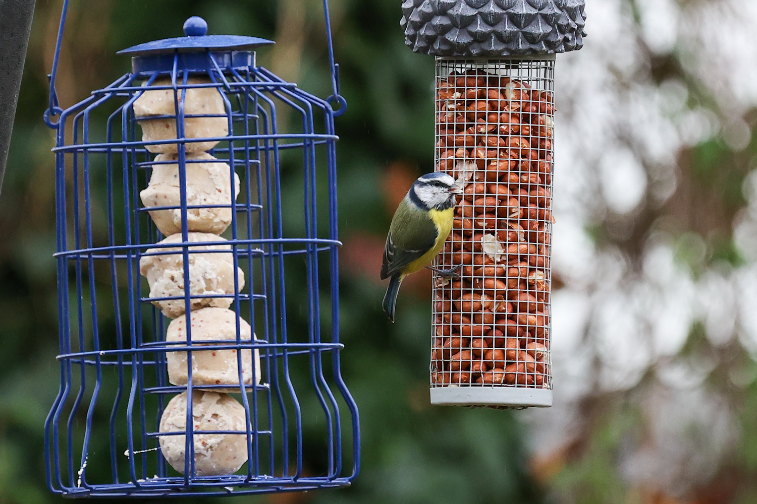 Wild birds feeding