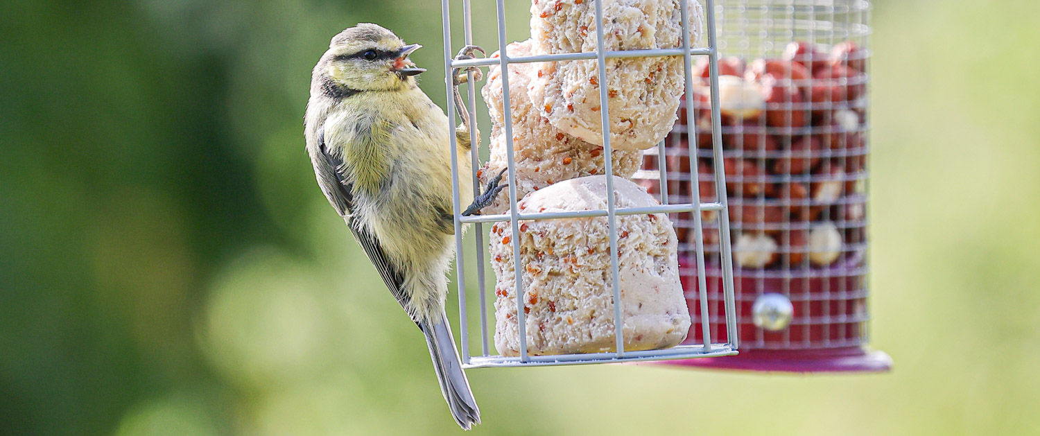 Blue Tit