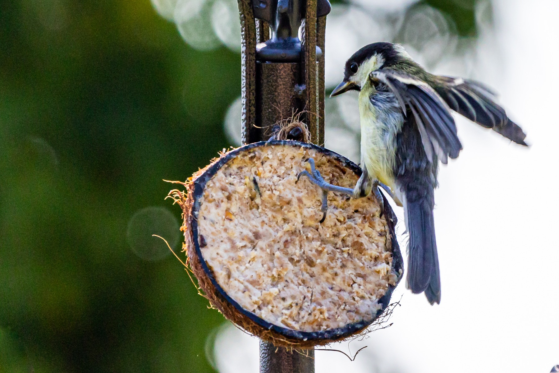 Great Tit