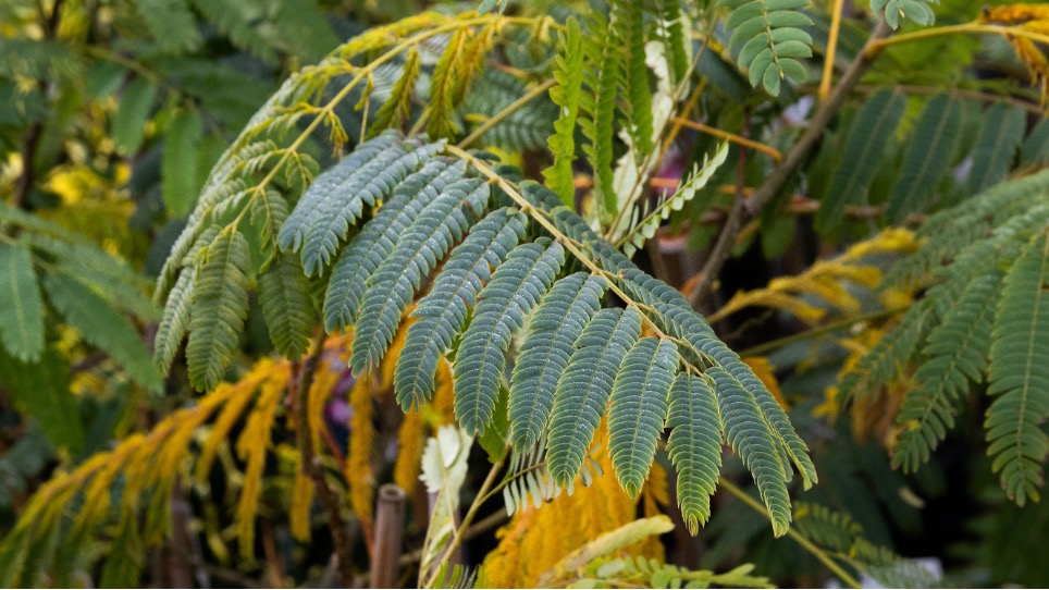 Albizia