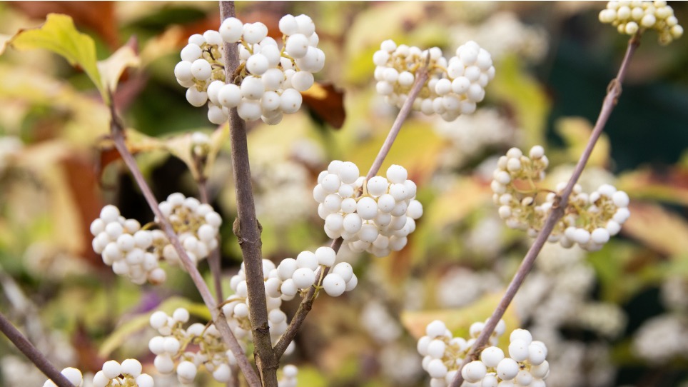 Callicarpa