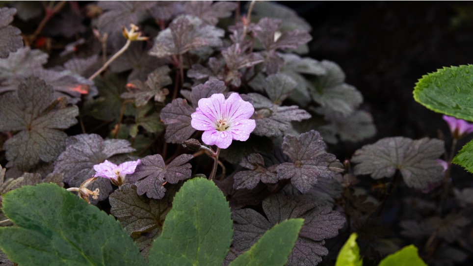 Geranium