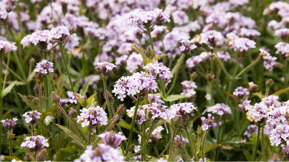 Verbena